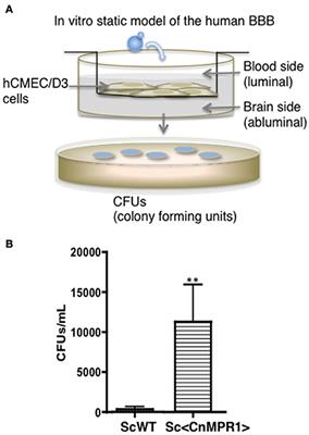 The Metalloprotease, Mpr1, Engages AnnexinA2 to Promote the Transcytosis of Fungal Cells across the Blood-Brain Barrier